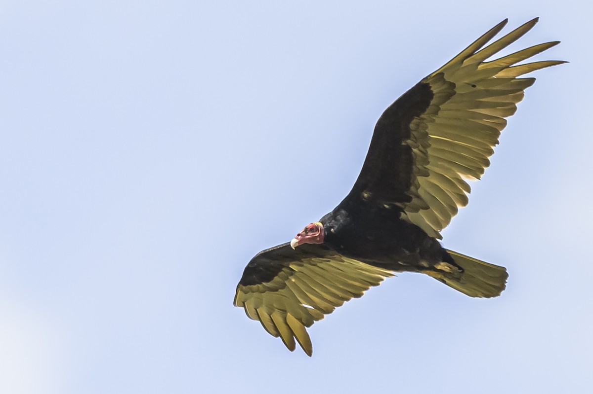 Turkey Vulture - ML646854225