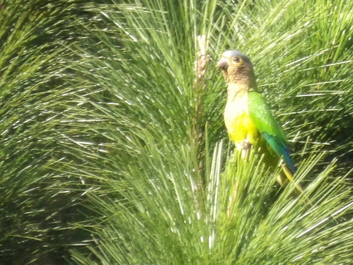 Brown-throated Parakeet (Venezuelan) - ML646854226