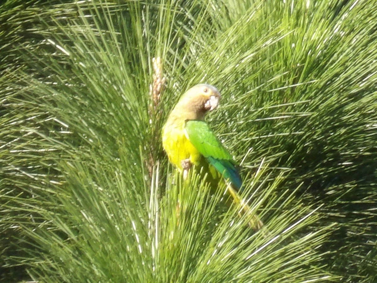 Brown-throated Parakeet (Venezuelan) - ML646854227