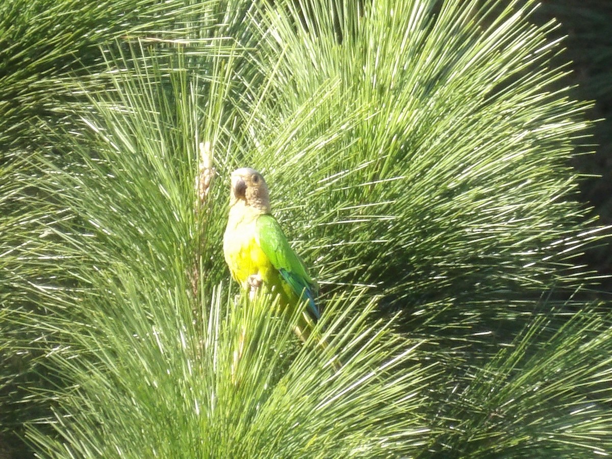Brown-throated Parakeet (Venezuelan) - ML646854229