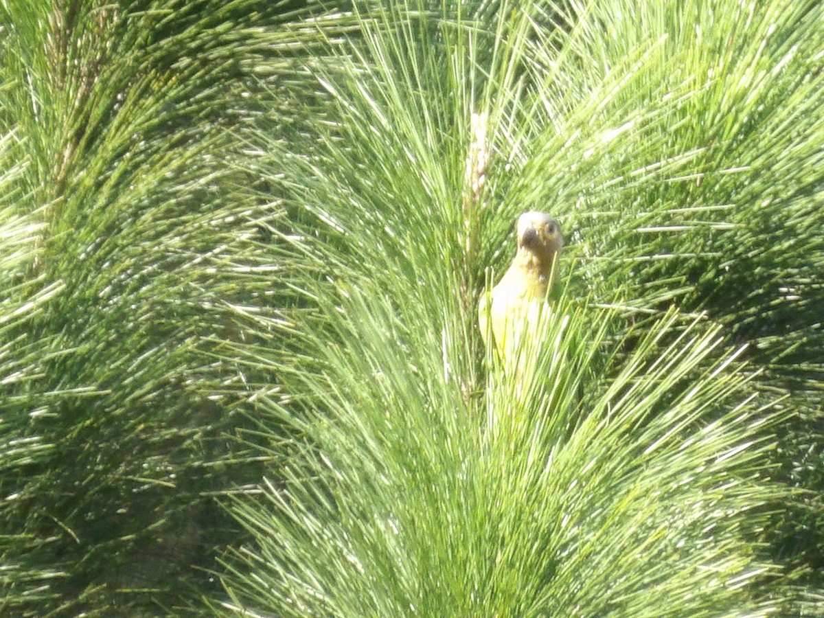 Brown-throated Parakeet (Venezuelan) - ML646854231