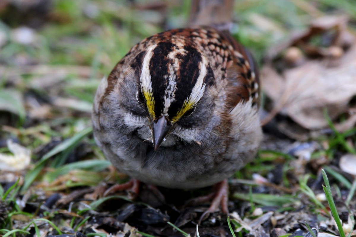 White-throated Sparrow - ML646854232