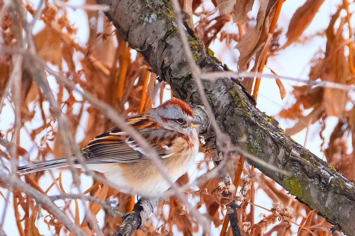 Пасовник північний - ML646854233