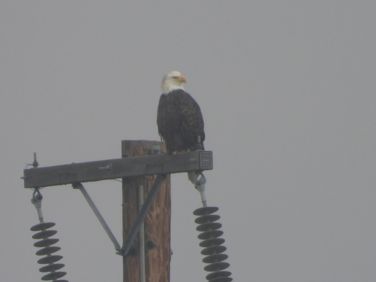 Itsas arrano buruzuria - ML646854234