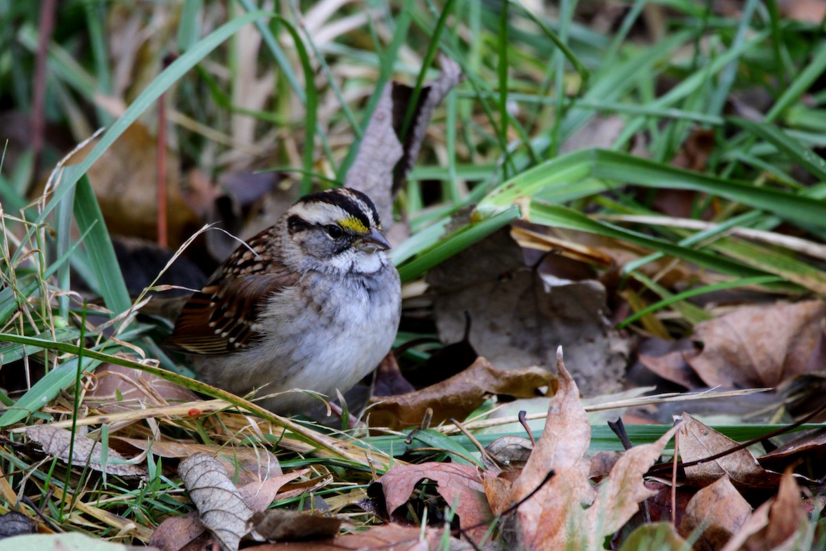 White-throated Sparrow - ML646854236