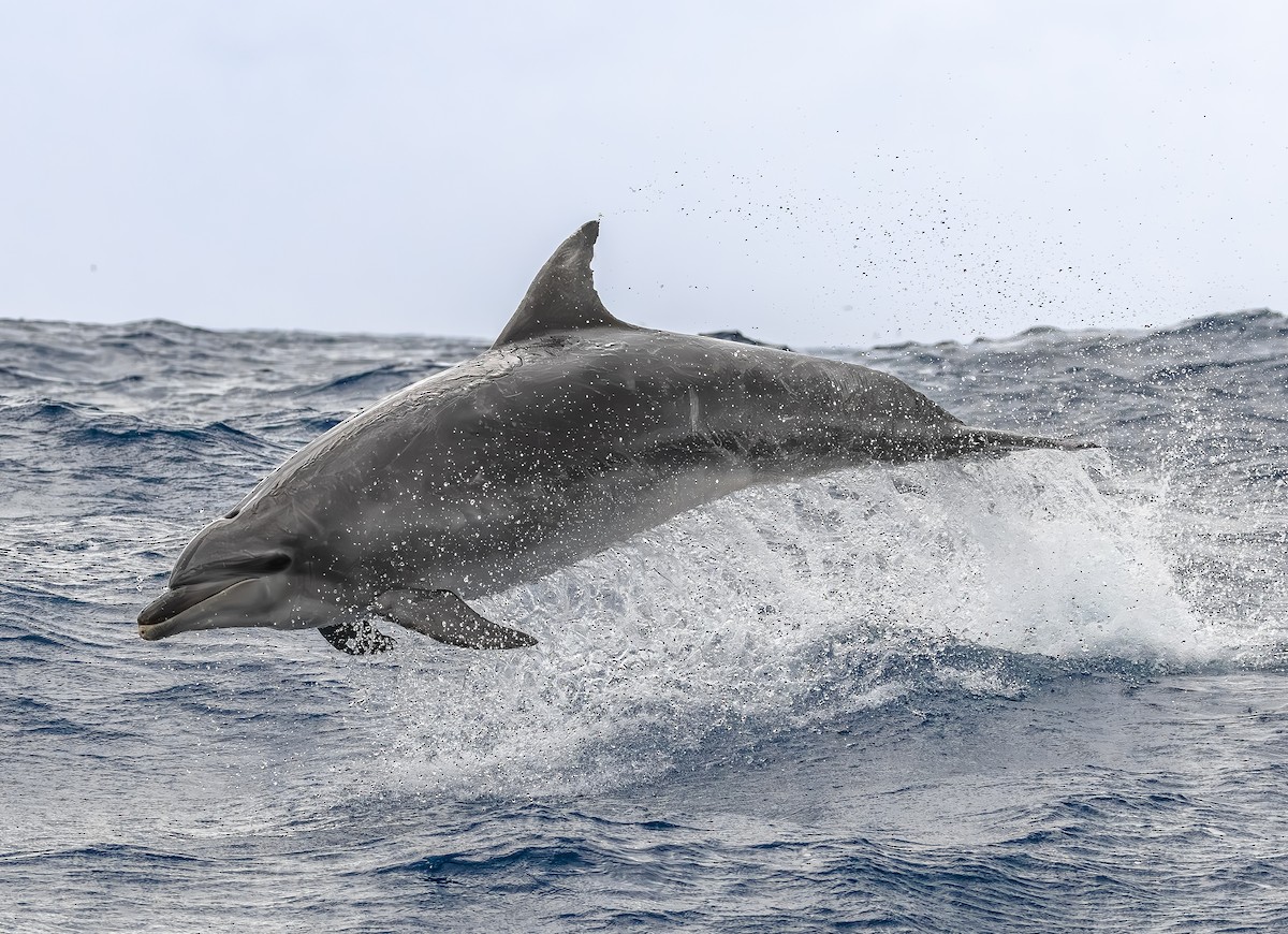 Common Bottlenose Dolphin - ML646854240