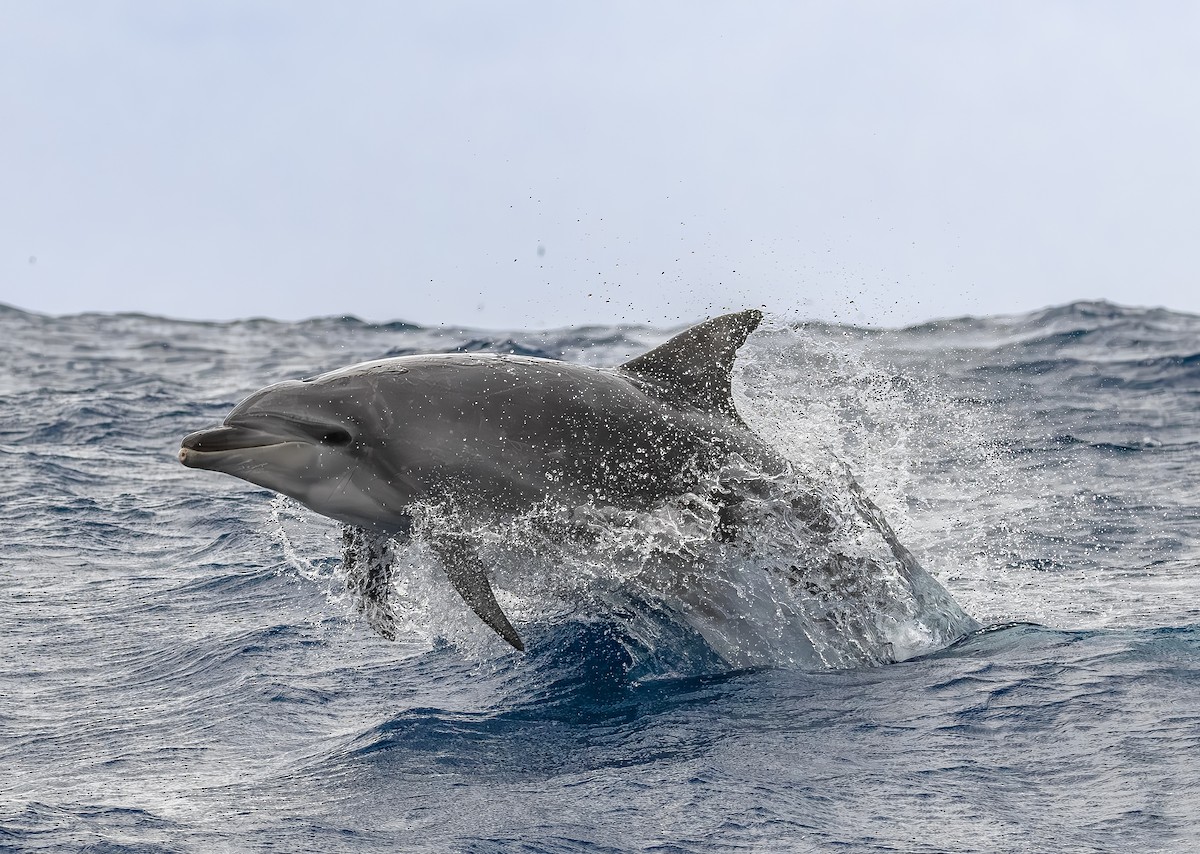 Common Bottlenose Dolphin - ML646854241