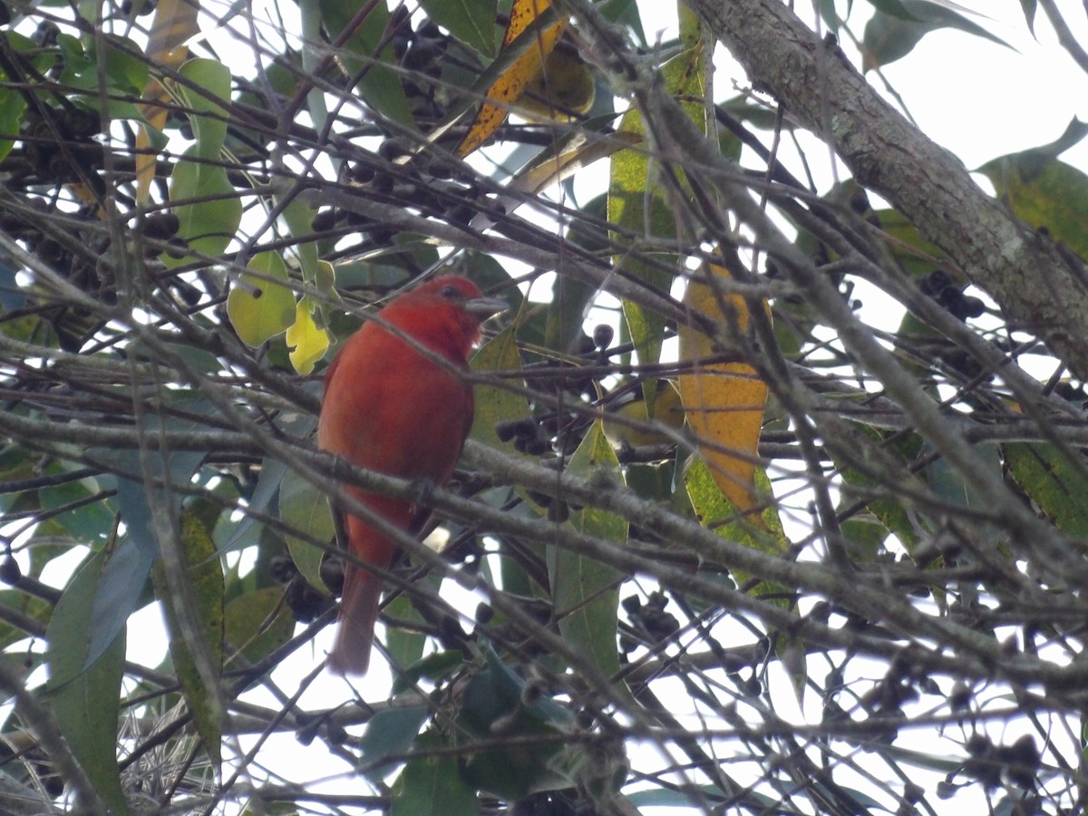 Піранга червона [група lutea] - ML646854242