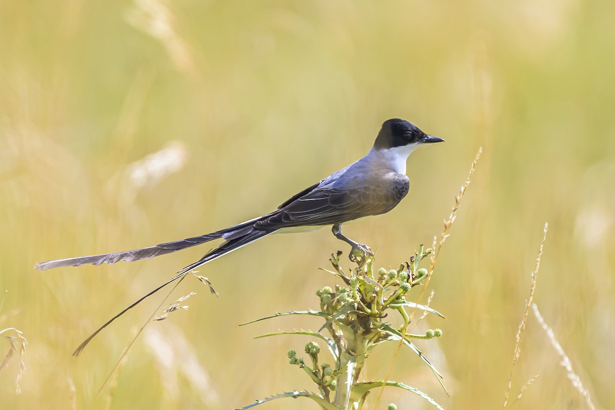 Fork-tailed Flycatcher - ML646854243