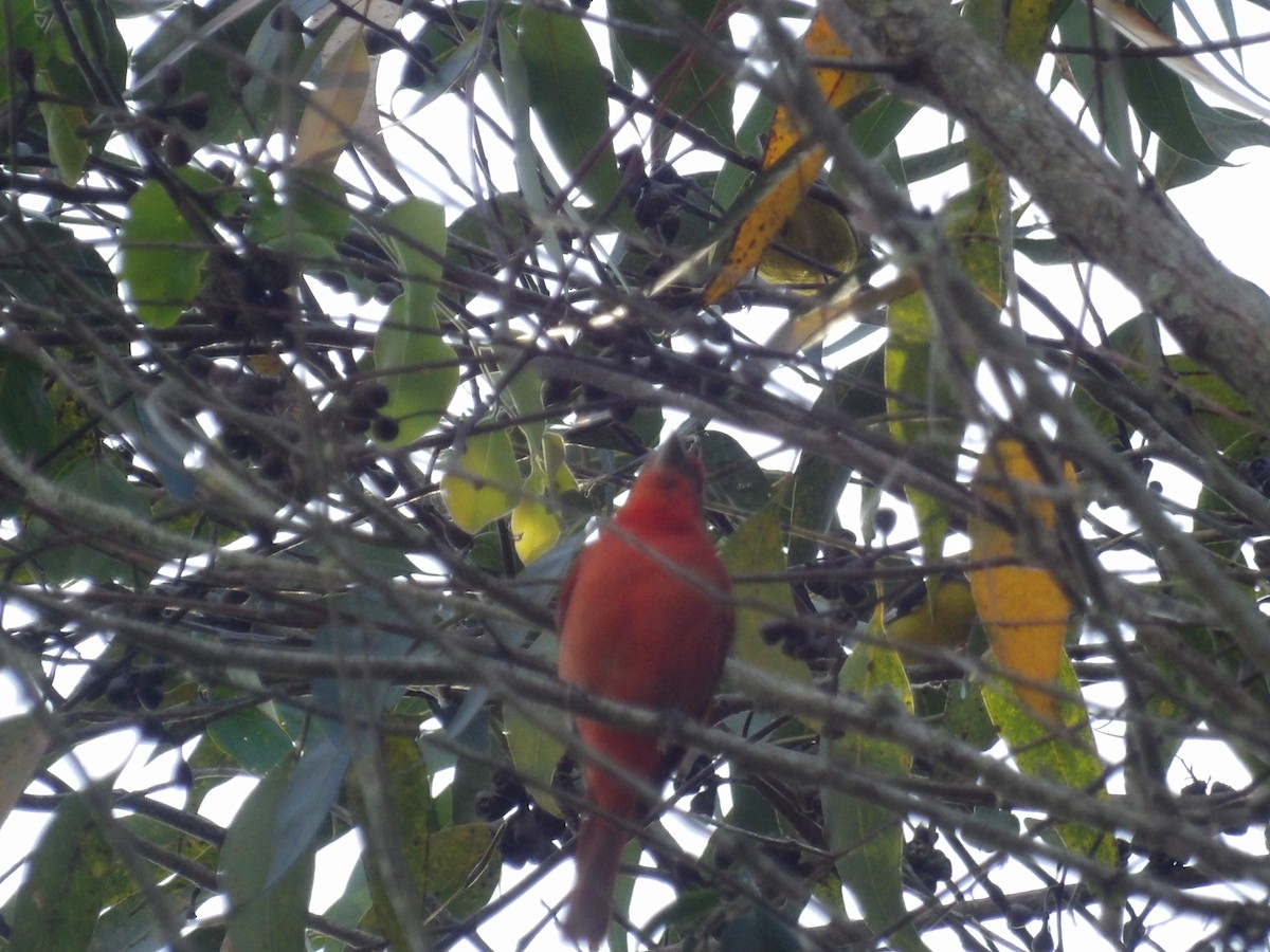 Піранга червона [група lutea] - ML646854244