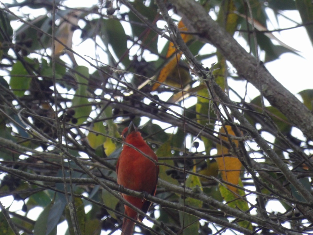 Піранга червона [група lutea] - ML646854245