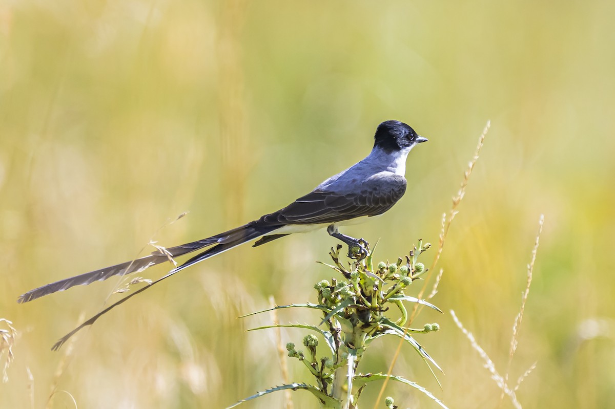 Fork-tailed Flycatcher - ML646854246