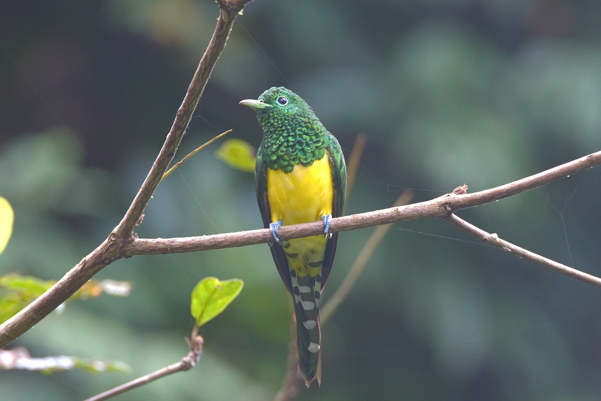 Smaragdkuckuck (cupreus) - ML646854247