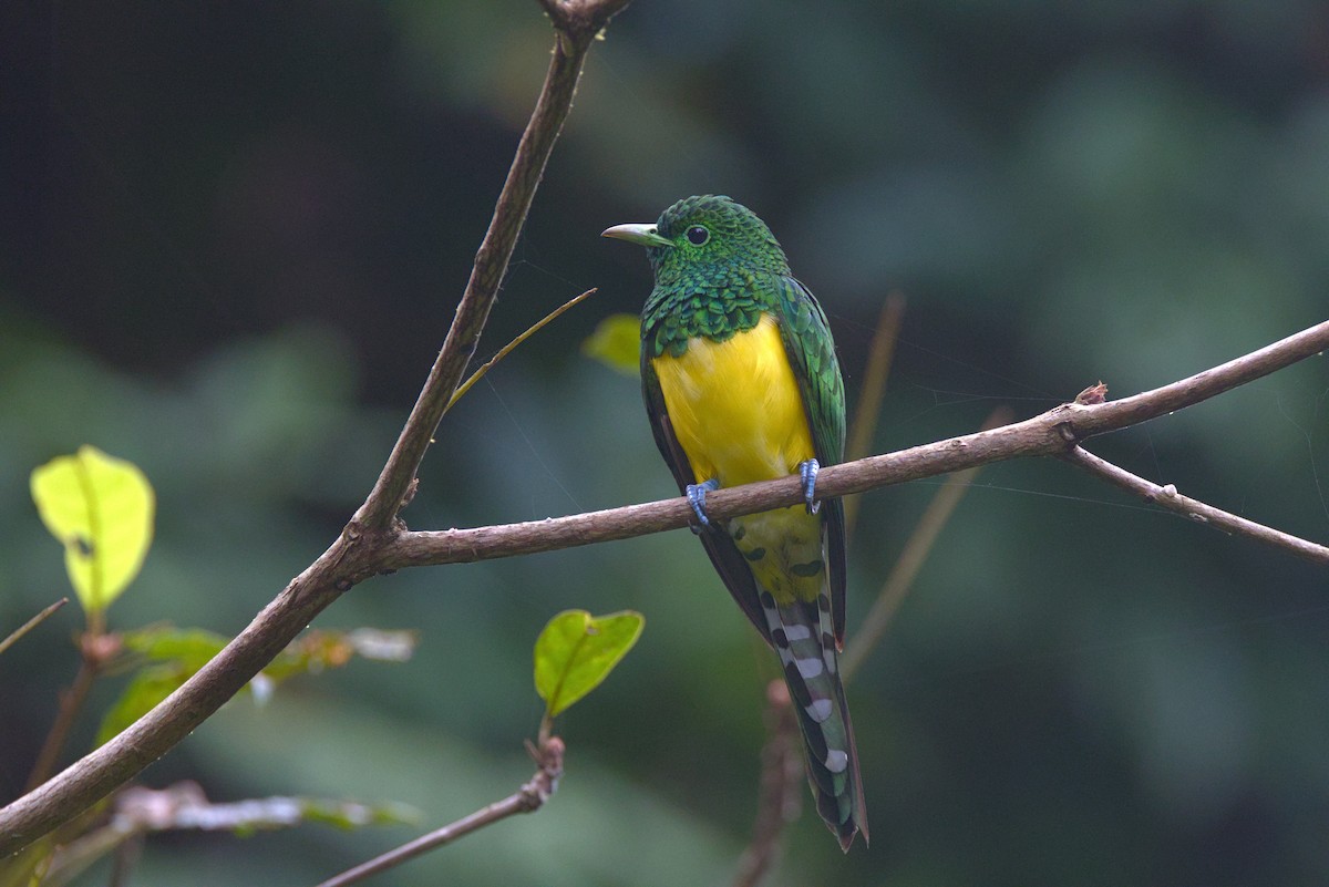 Smaragdkuckuck (cupreus) - ML646854248