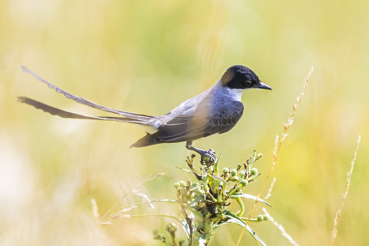 Fork-tailed Flycatcher - ML646854249