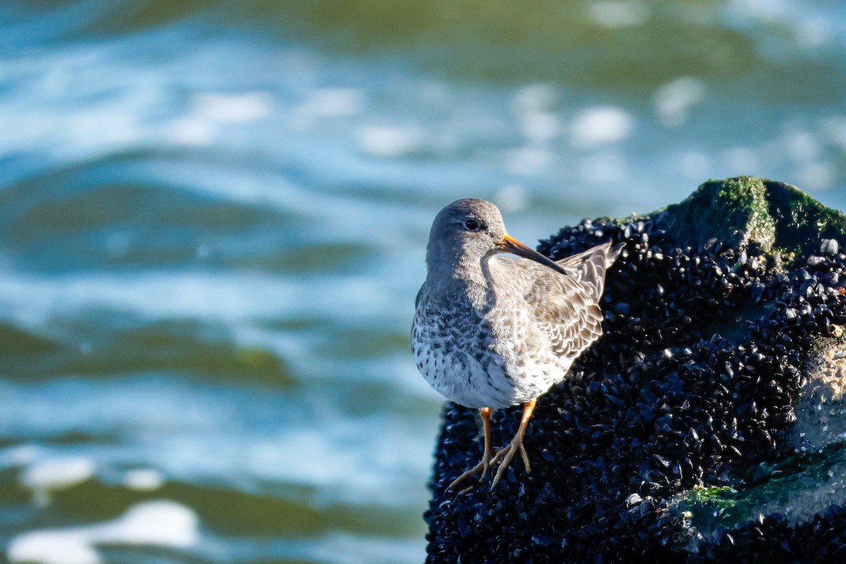 Purple Sandpiper - ML646854250