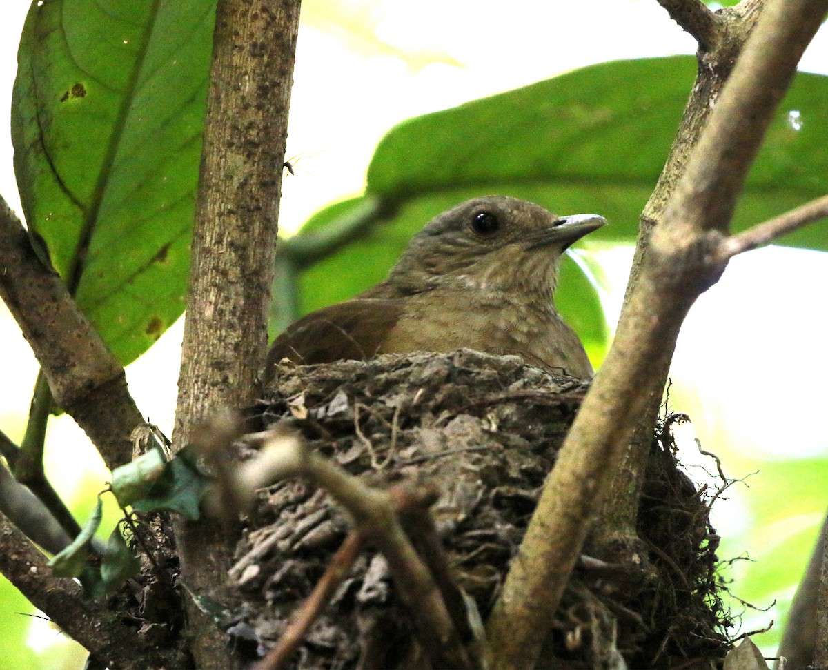 Pale-breasted Thrush - ML646854251