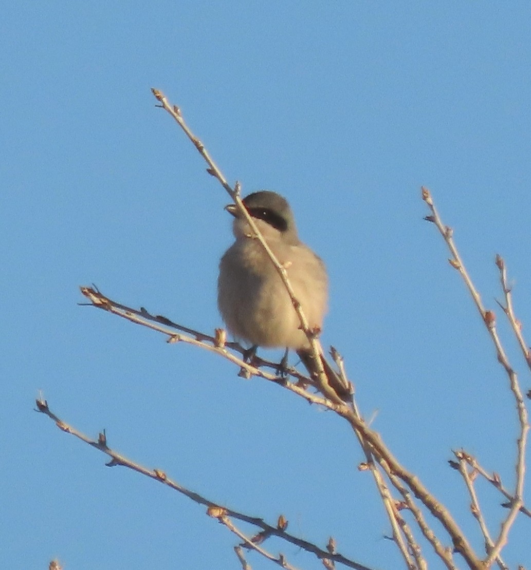 Loggerhead Shrike - ML646854260
