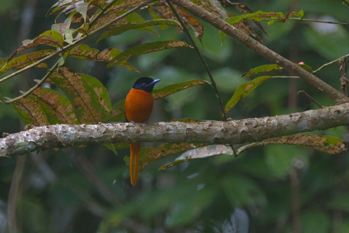 Senegalparadiesschnäpper [rufiventer-Gruppe] - ML646854267