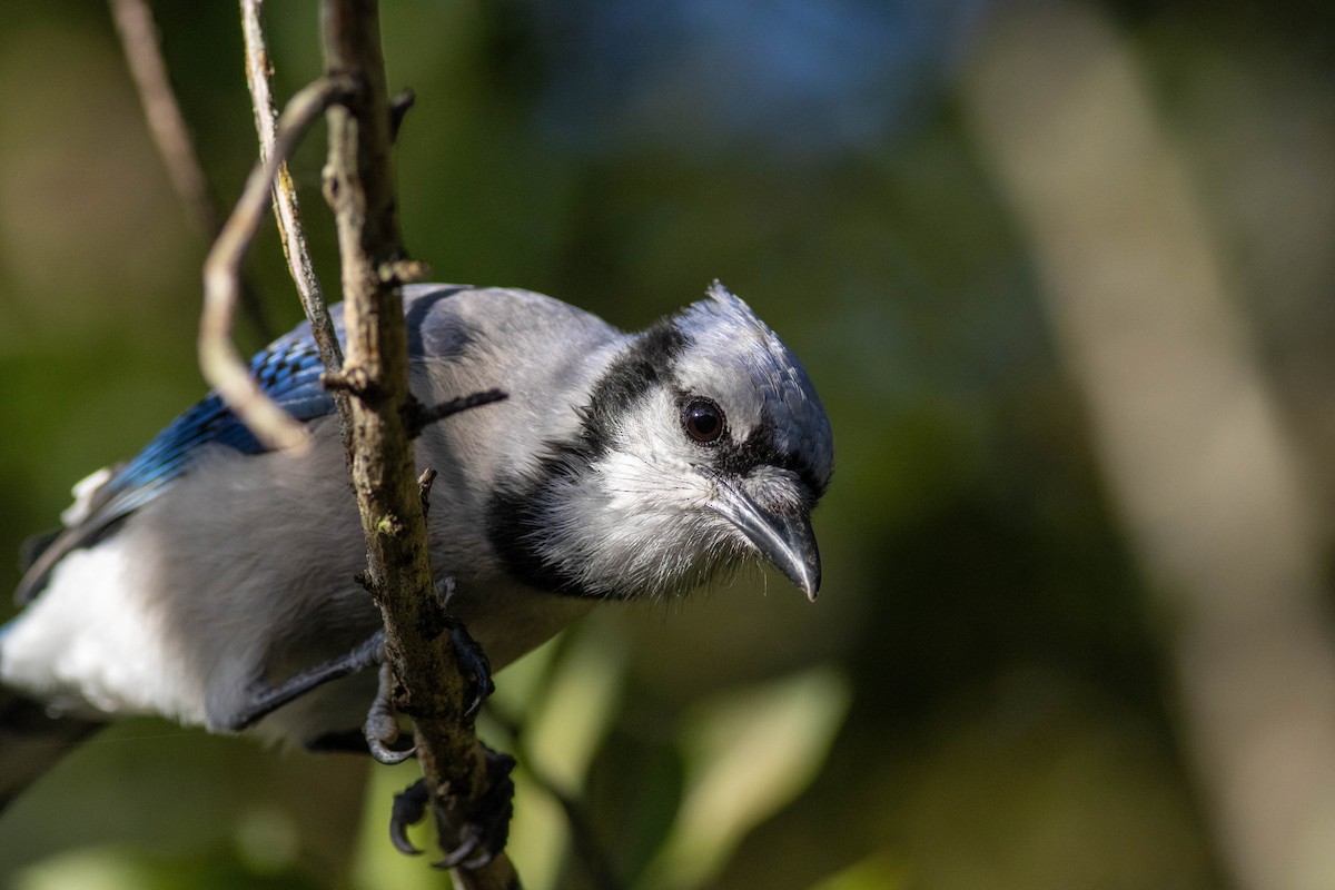 Blue Jay - ML646854268
