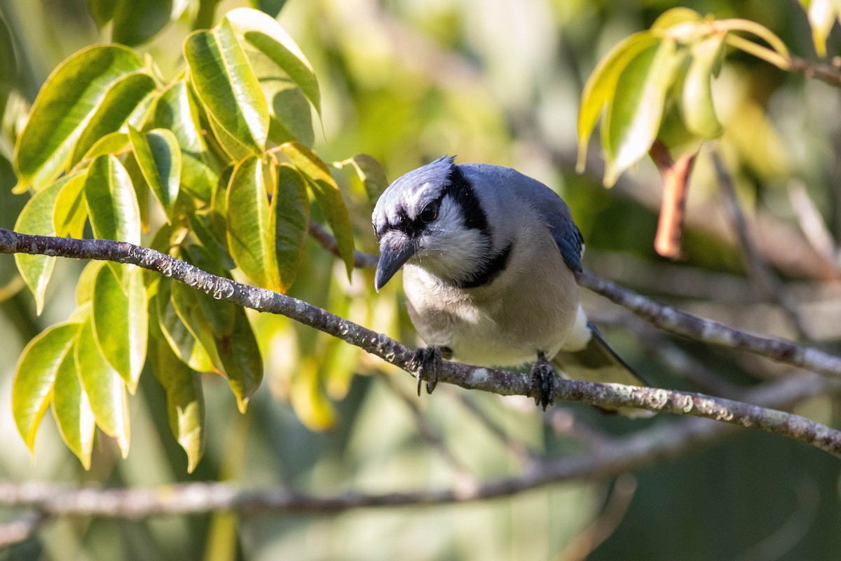 Blue Jay - ML646854269