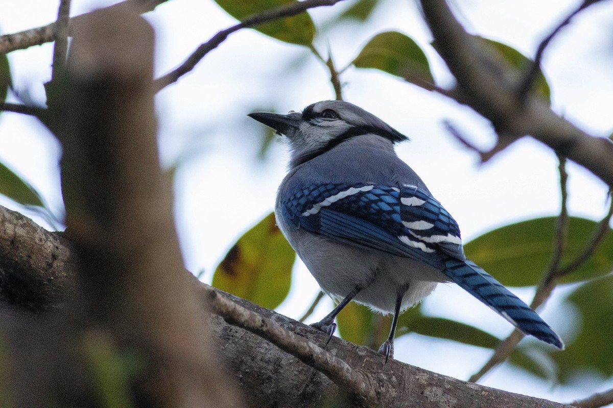 Blue Jay - ML646854270