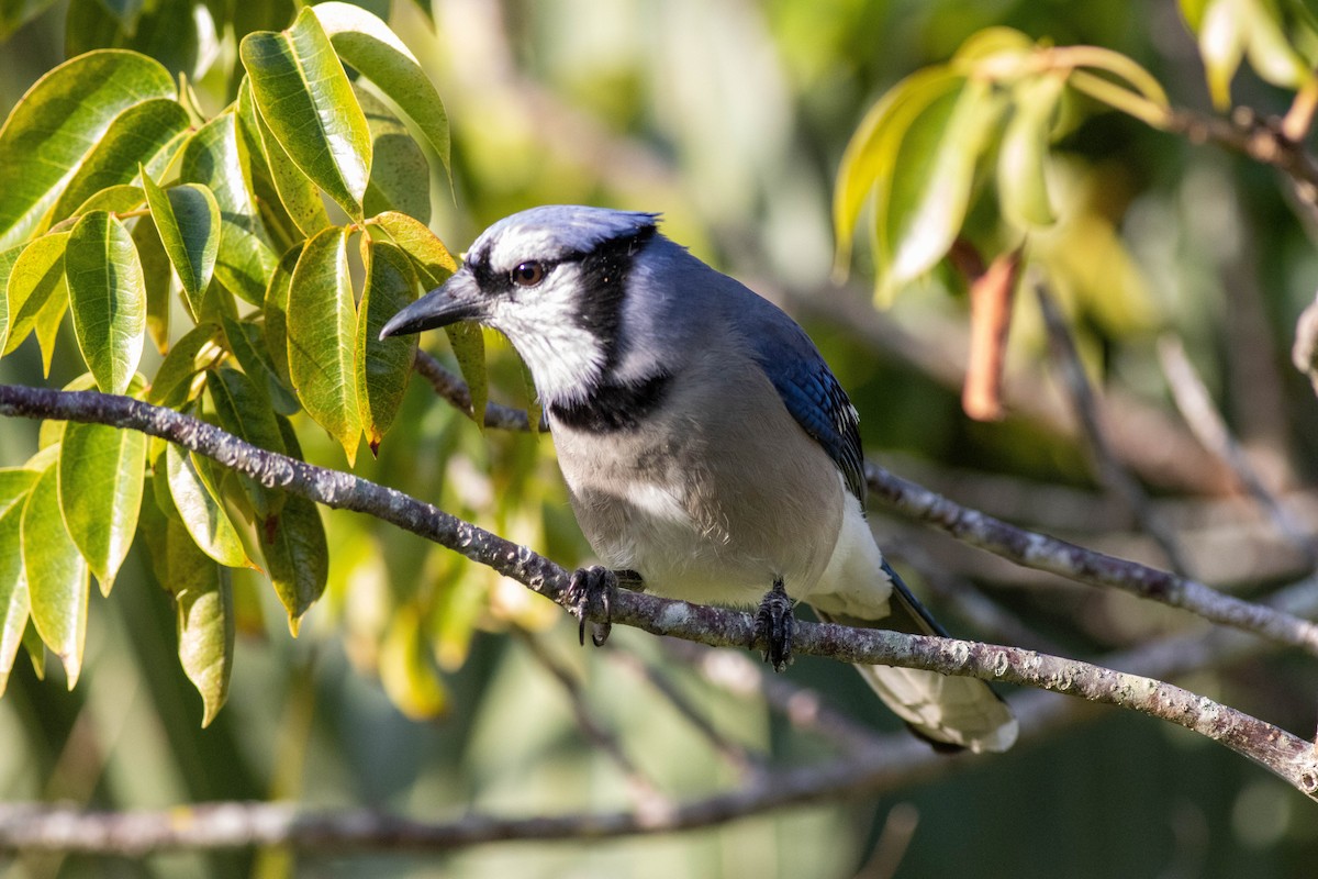 Blue Jay - ML646854271