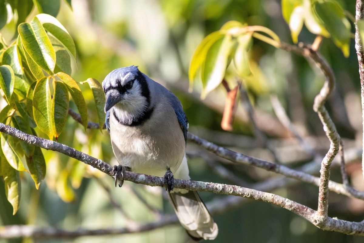 Blue Jay - ML646854272