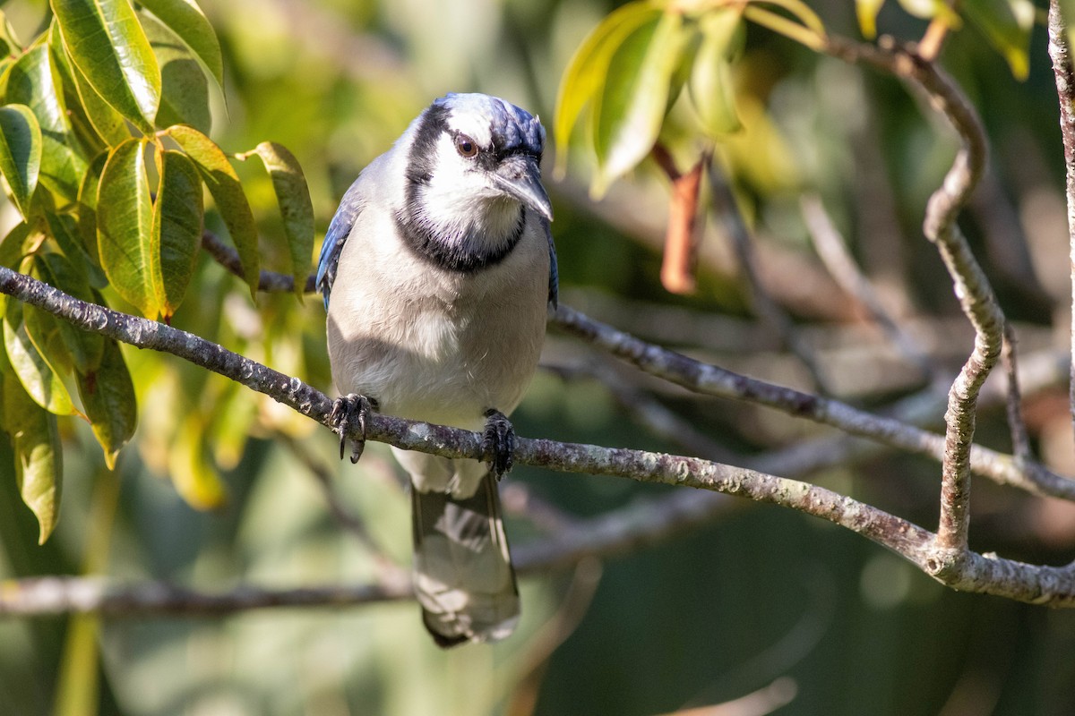 Blue Jay - ML646854273