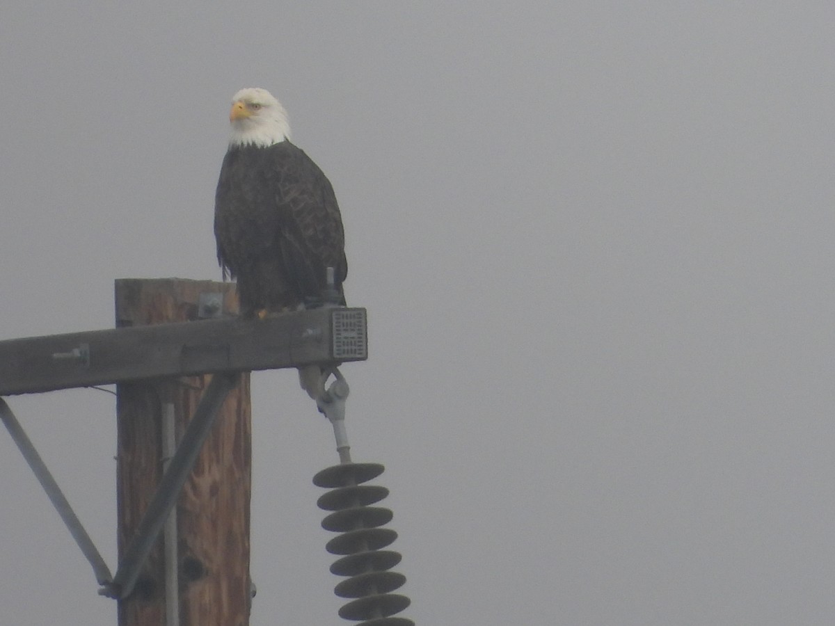 Itsas arrano buruzuria - ML646854276