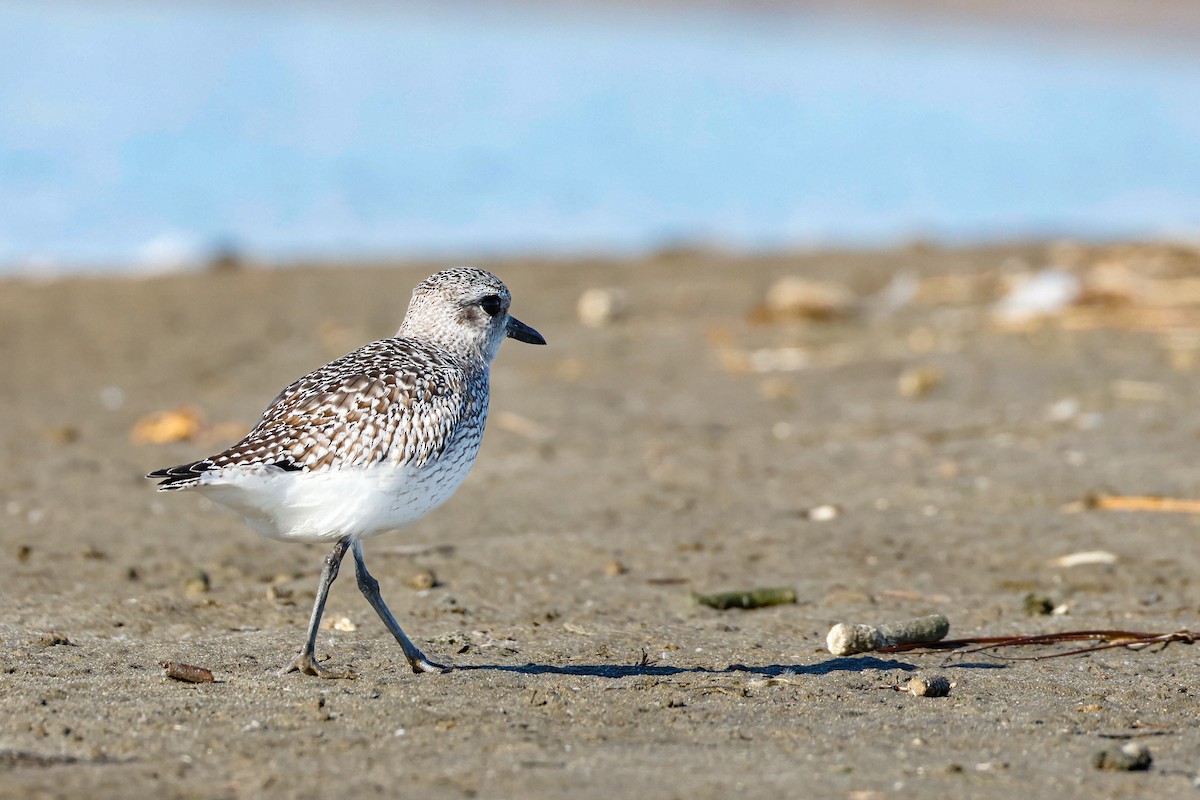 חופזי מנומר - ML646854277
