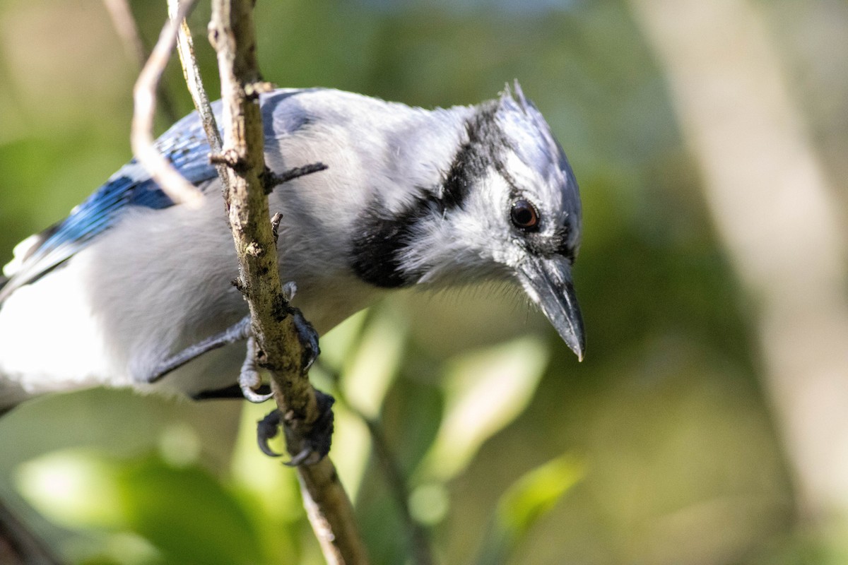 Blue Jay - ML646854278