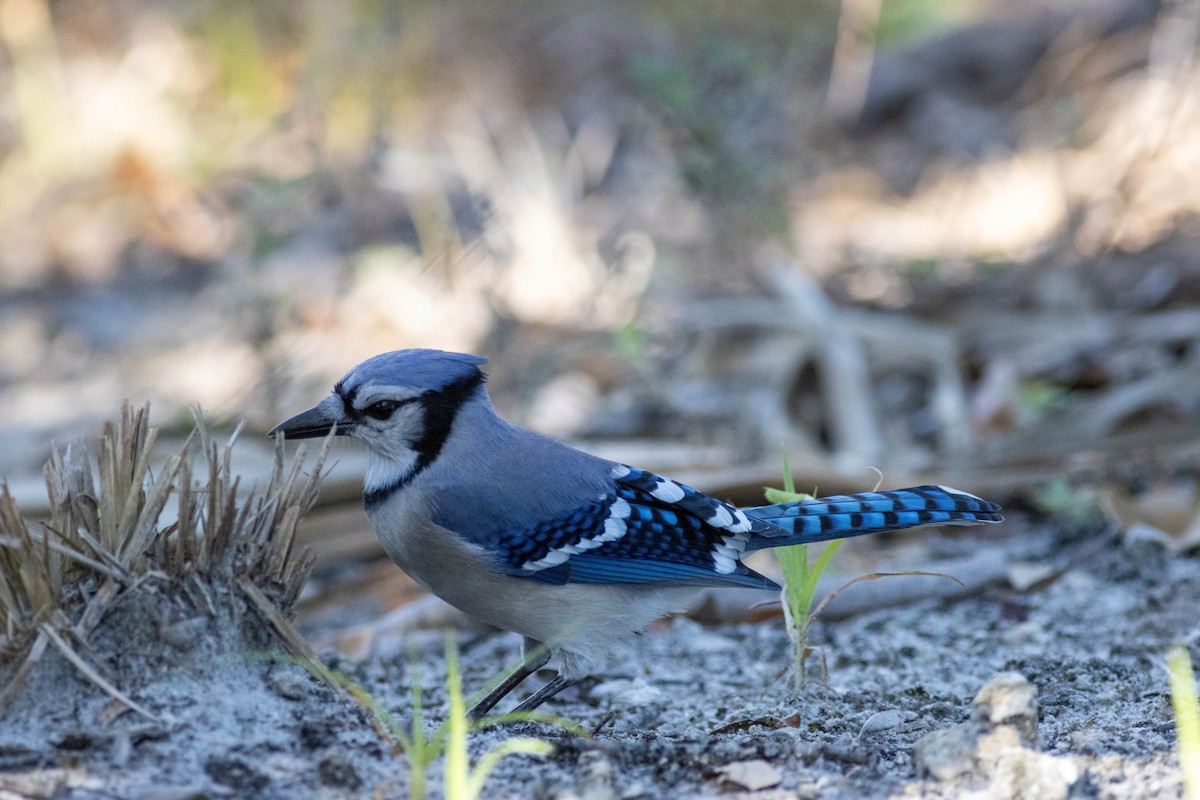 Blue Jay - ML646854279