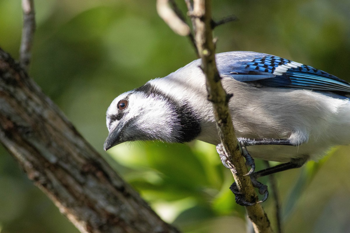 Blue Jay - ML646854280