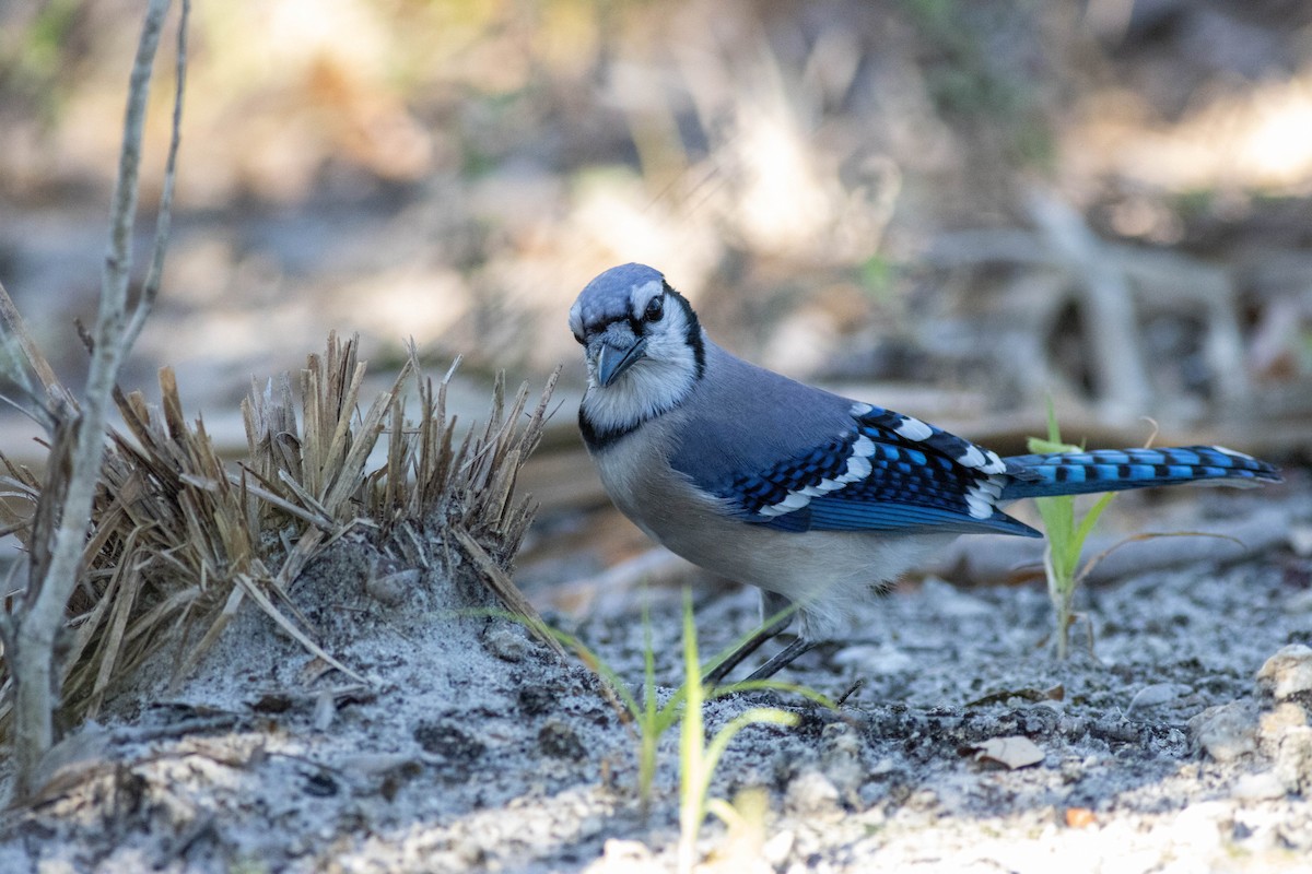 Blue Jay - ML646854281