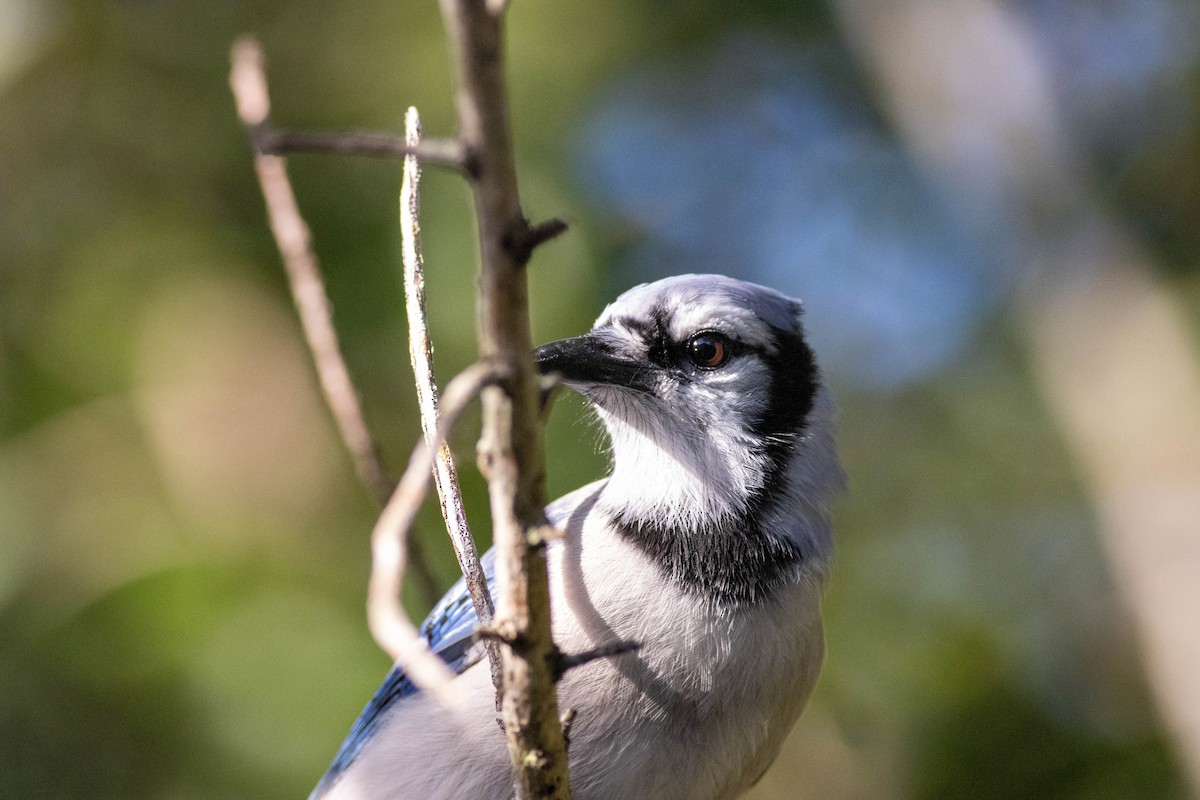 Blue Jay - ML646854282