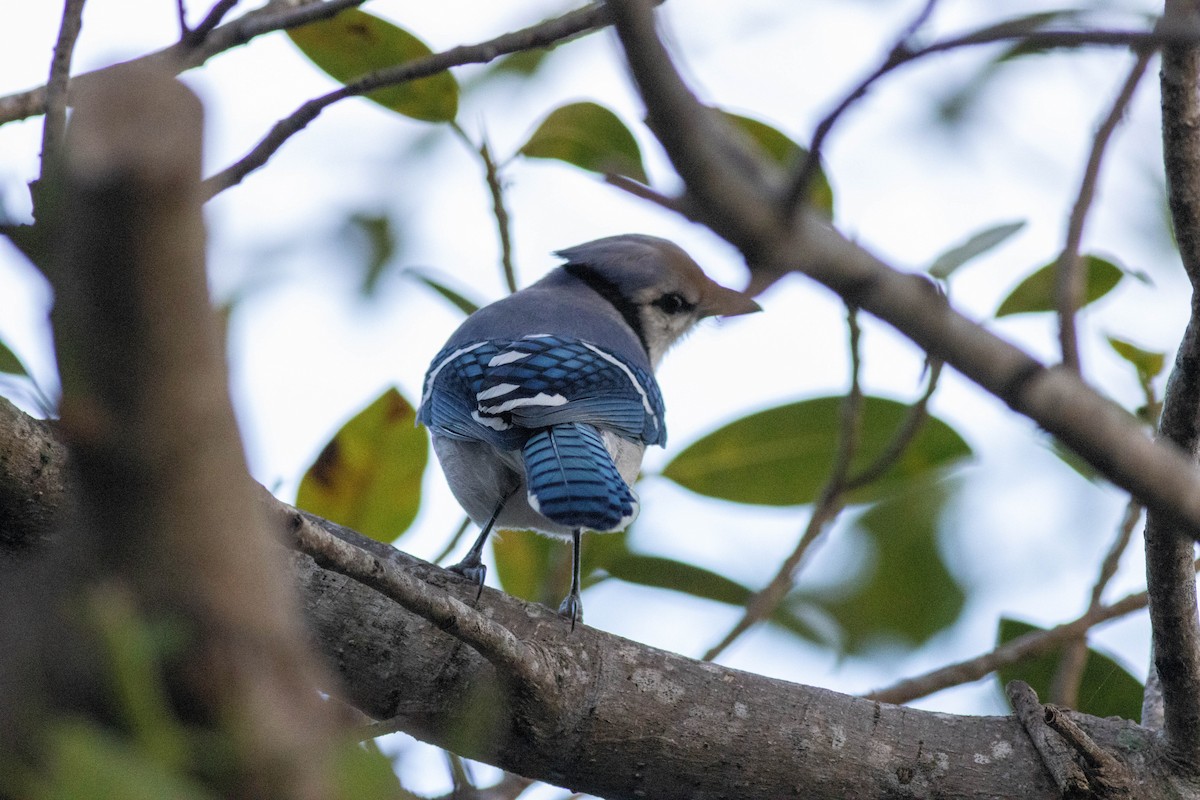 Blue Jay - ML646854283