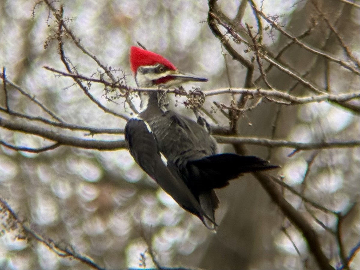 Pileated Woodpecker - ML646854285