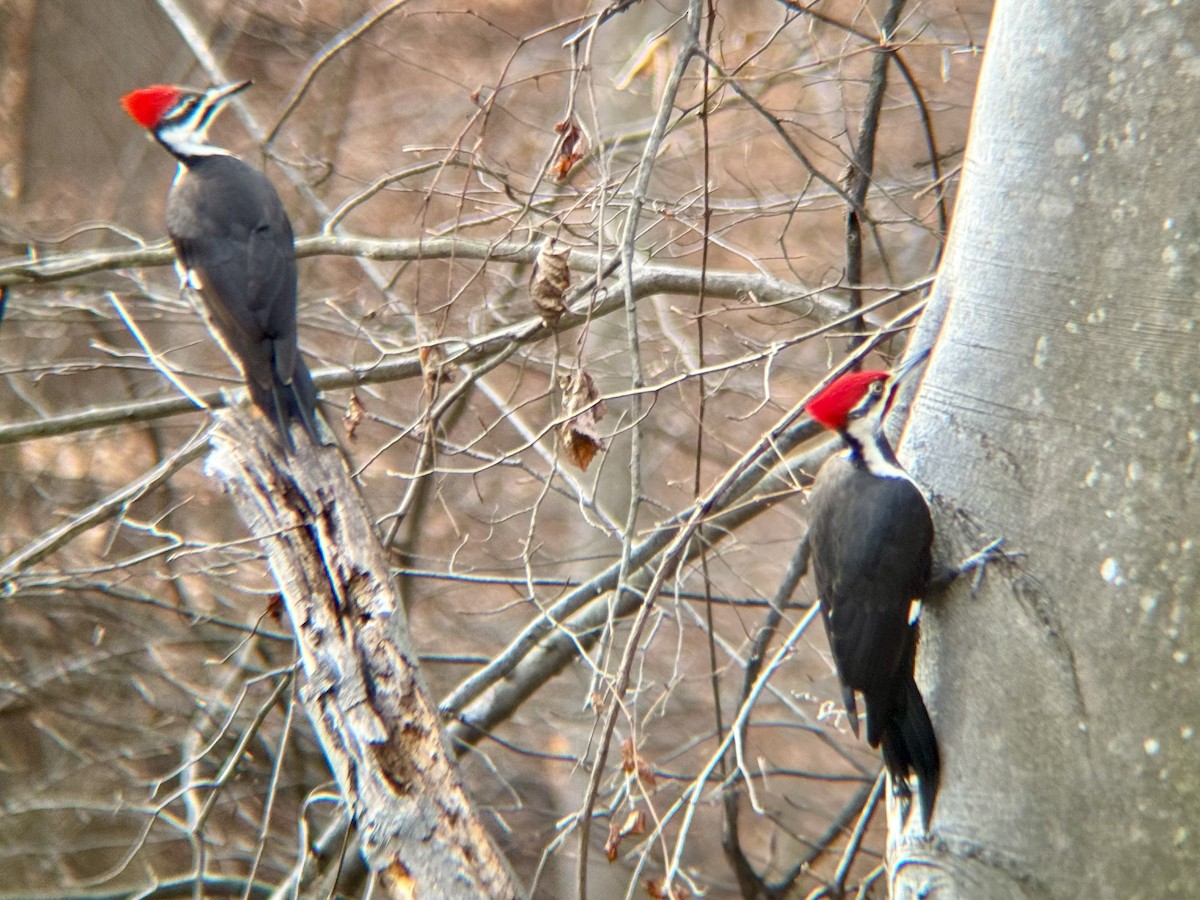 Pileated Woodpecker - ML646854286