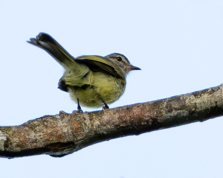 Yeşilimsi Elenya - ML646854287