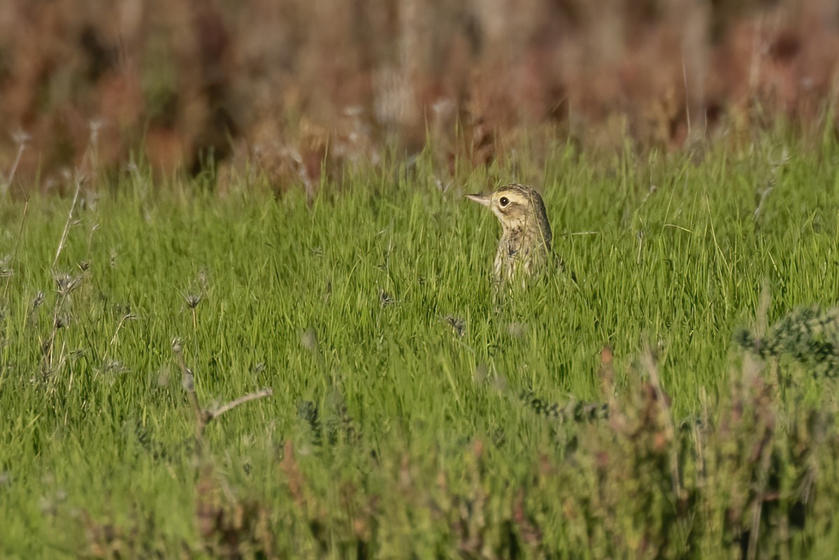 Bisbita de Richard - ML646854288