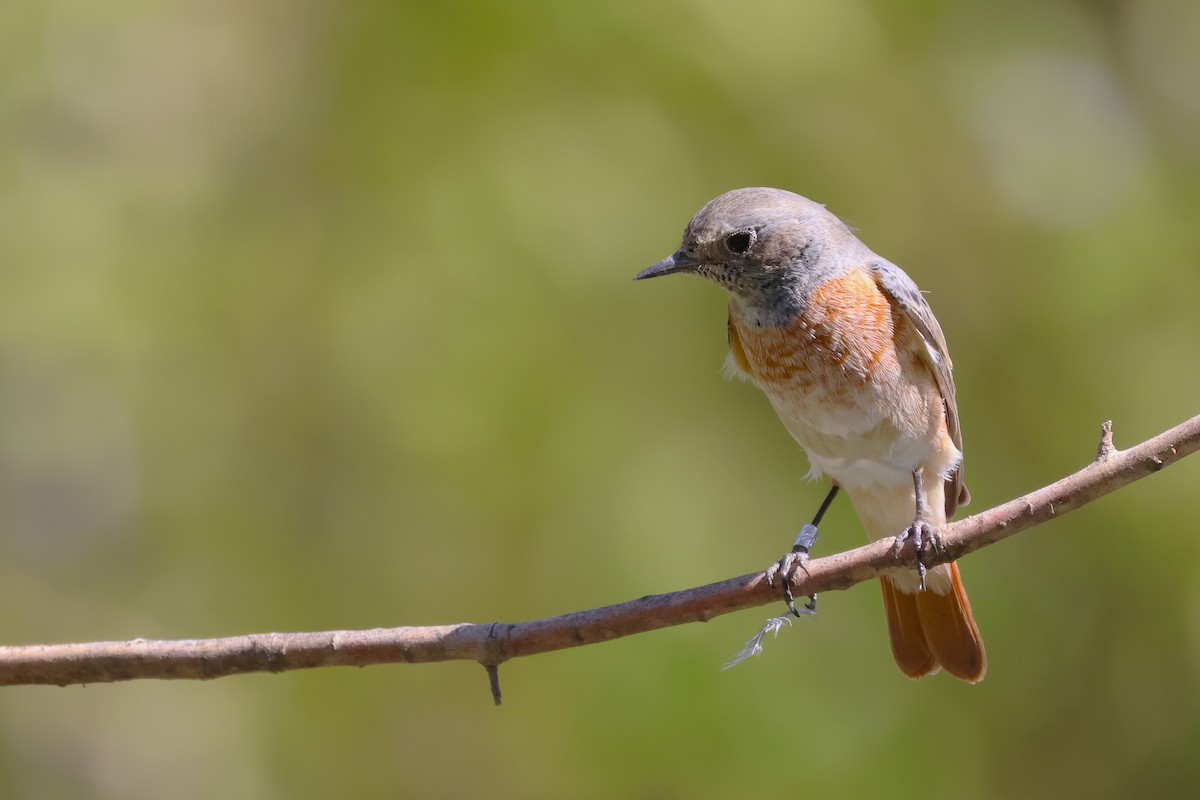 Common Redstart - ML646854289