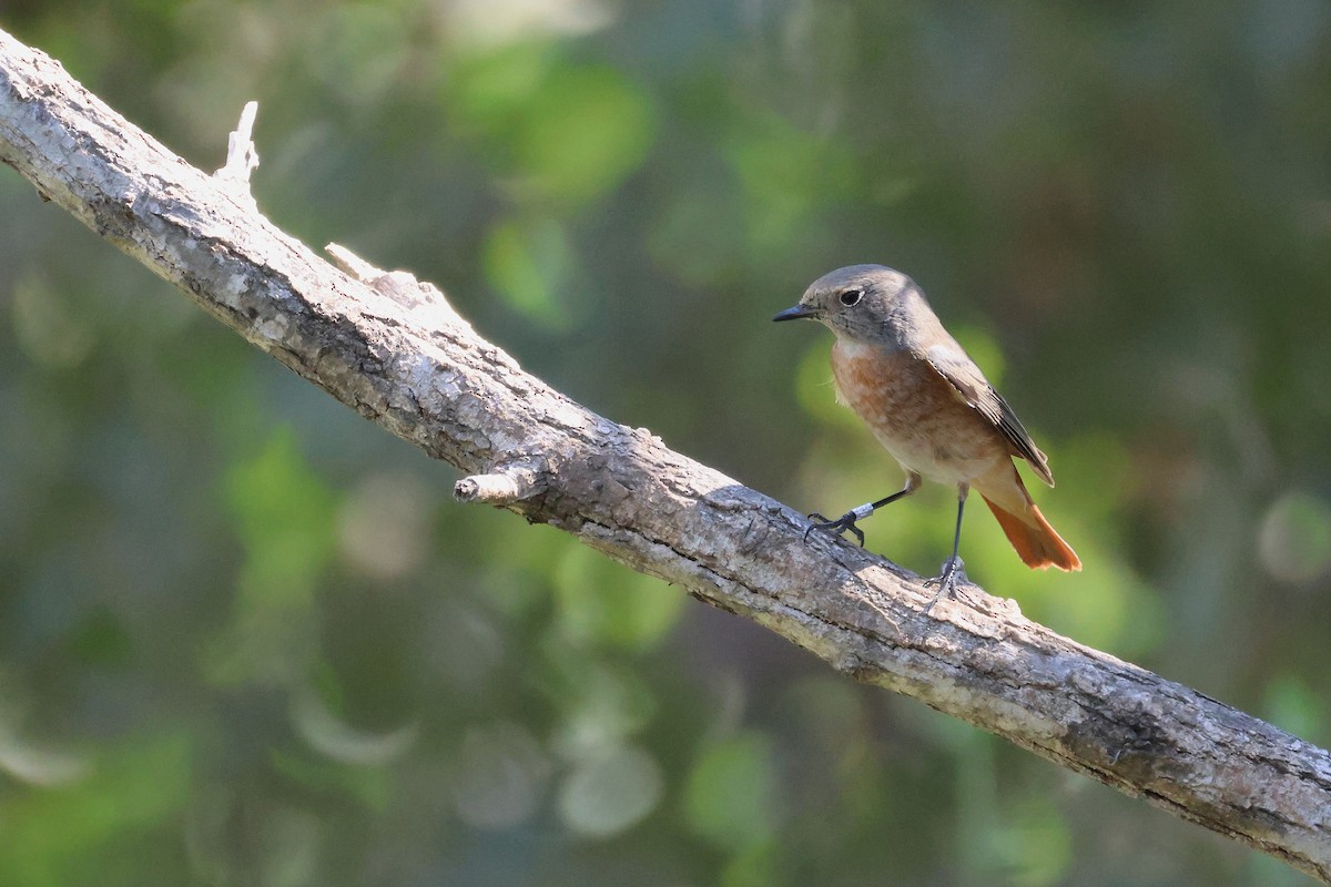 Common Redstart - ML646854290