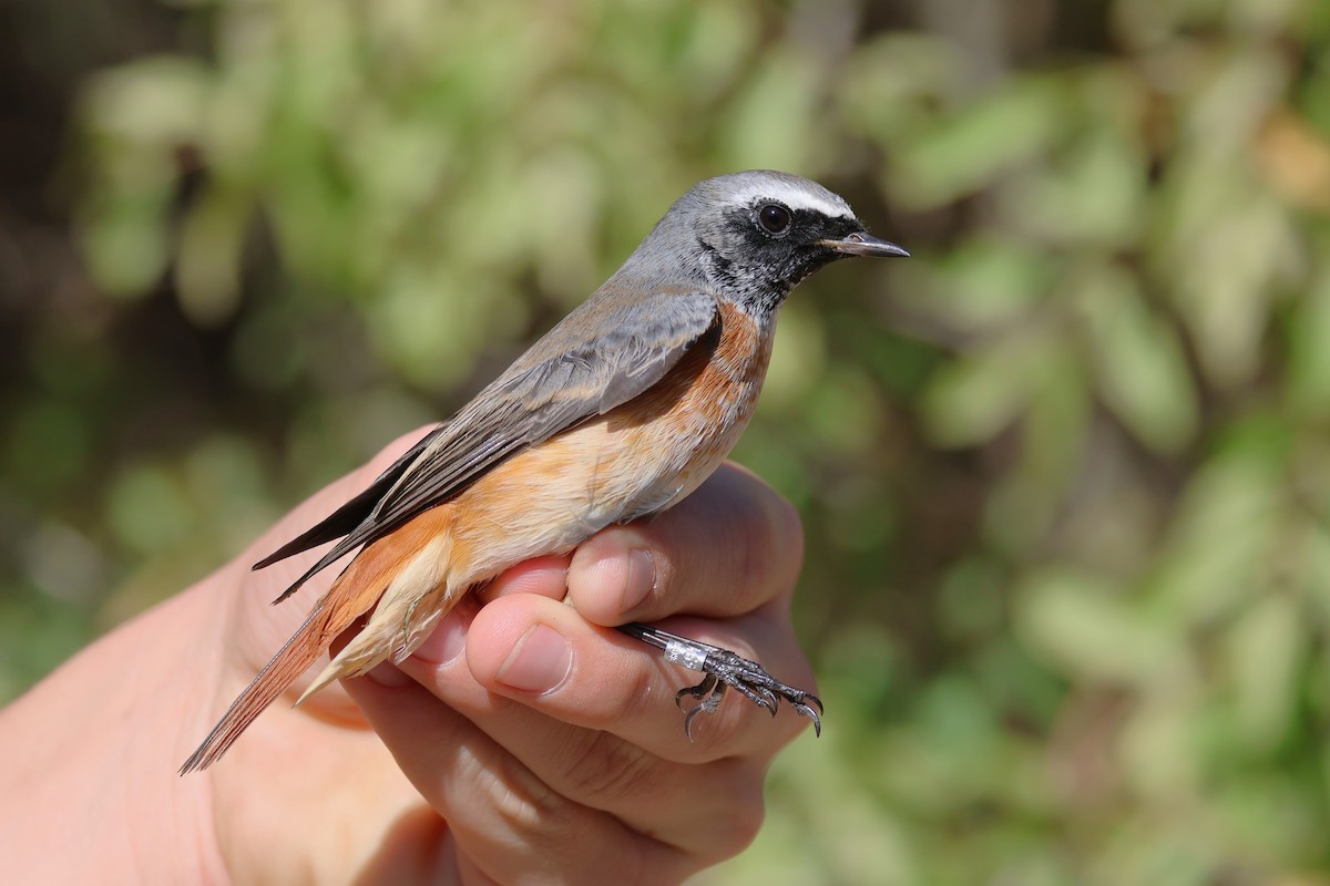 Common Redstart - ML646854291