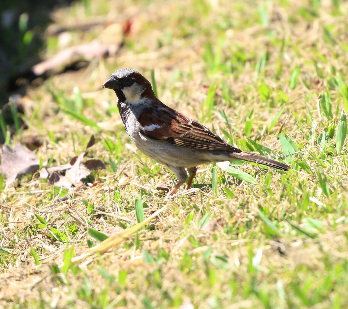 家麻雀 - ML646854292