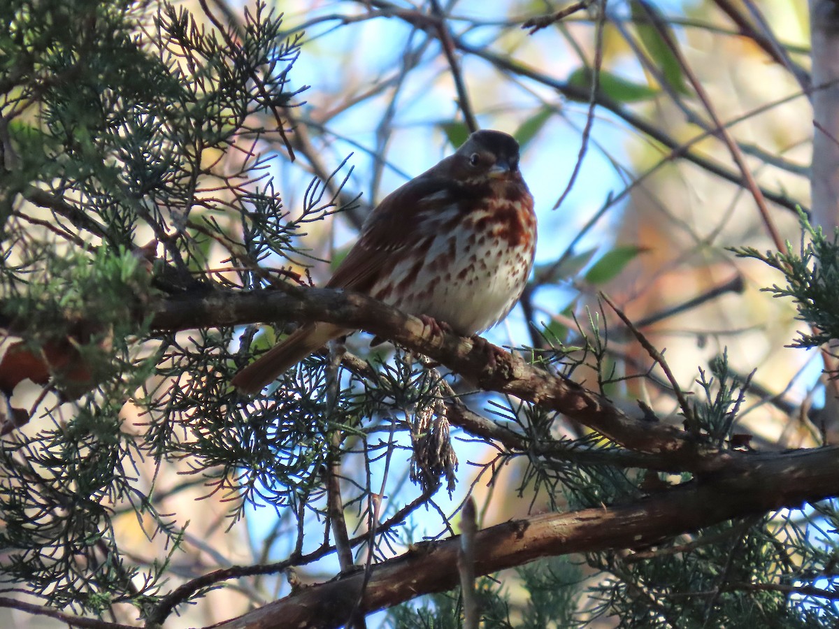 strnadec kaštanový - ML646854310