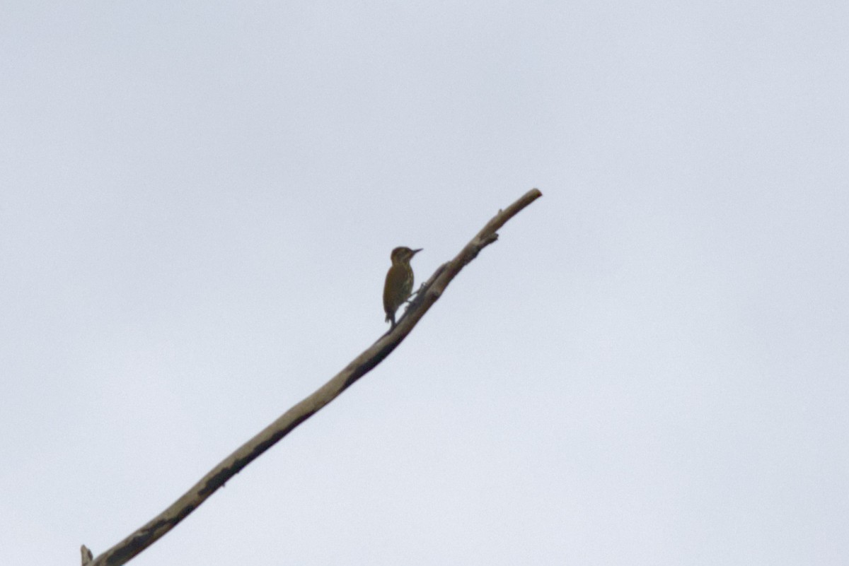 Rotbauchspecht - ML646854312