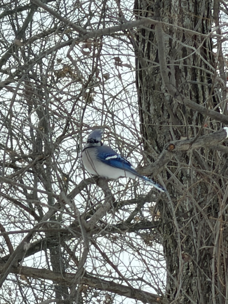 Blue Jay - ML646854313