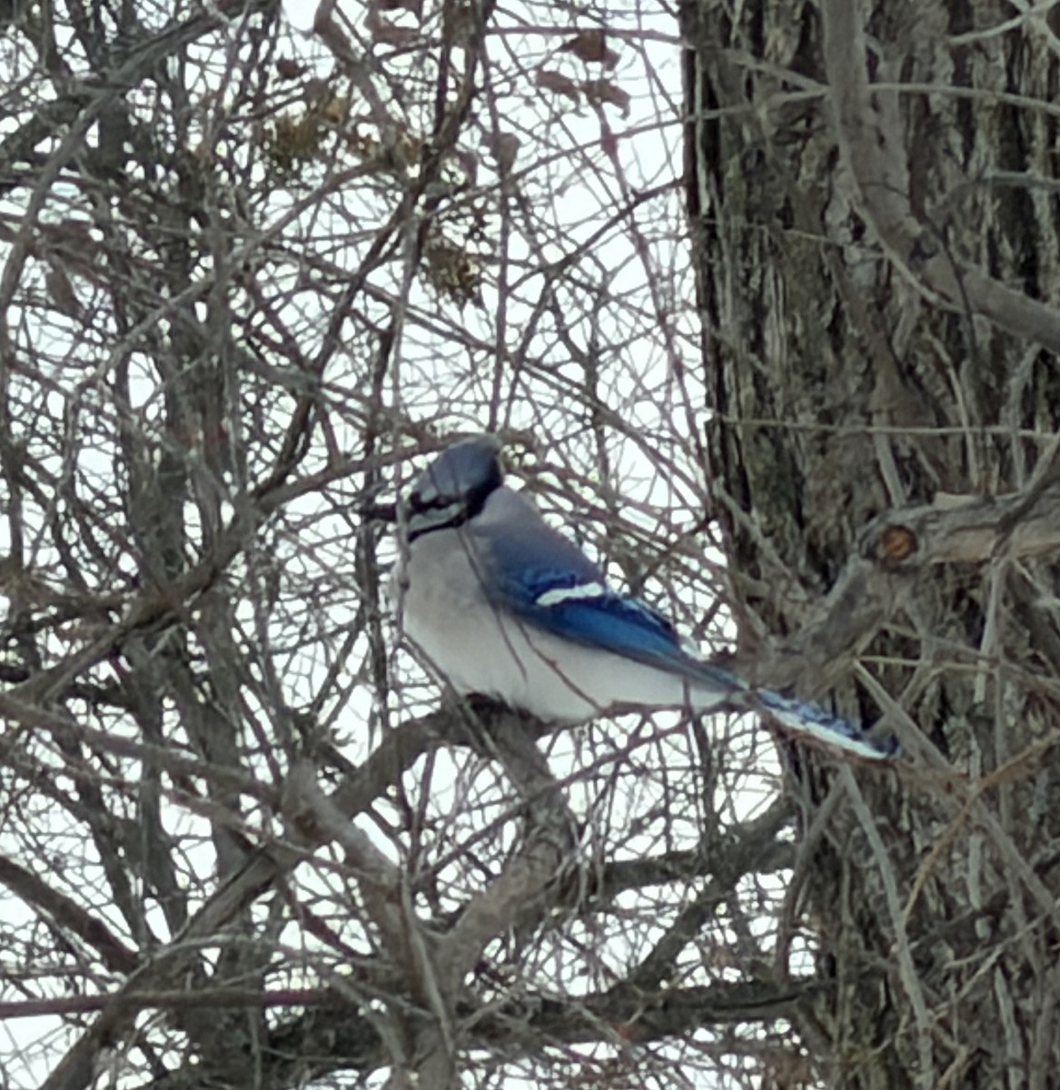 Blue Jay - ML646854314