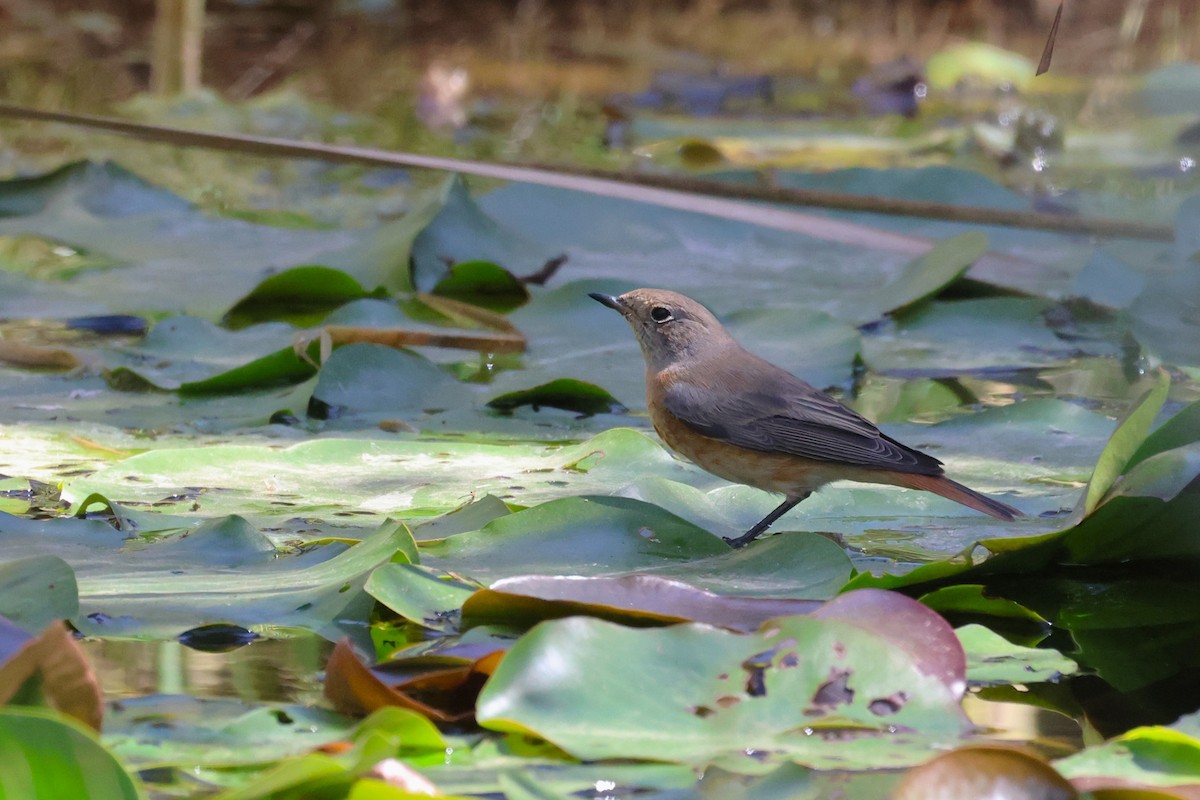 Common Redstart - ML646854315